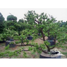 Lohansung (Podocarpus sp)